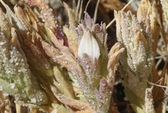 Chloropyron palmatum