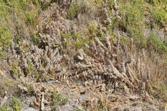 Chloropyron palmatum