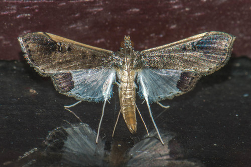 Maruca amboinalis Felder, 1875