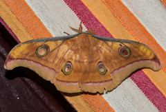 Antheraea paphia