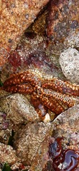 Meyenaster gelatinosus