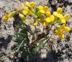 Rhynchosia ferulifolia