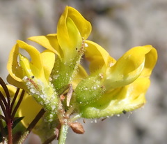 Rhynchosia ferulifolia