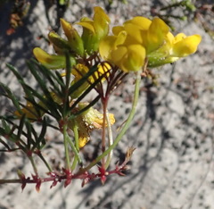 Rhynchosia ferulifolia