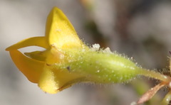 Rhynchosia ferulifolia