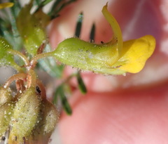 Rhynchosia ferulifolia