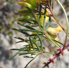 Rhynchosia ferulifolia