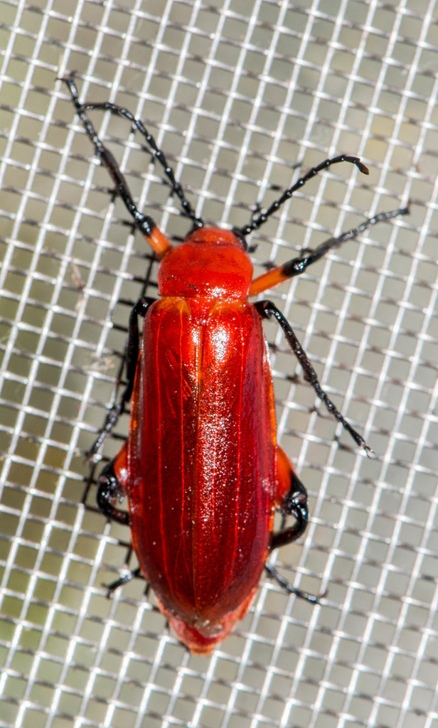 Horia fabriciana
