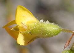 Rhynchosia ferulifolia
