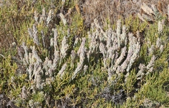 Chloropyron palmatum