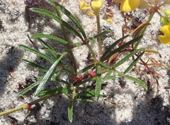 Rhynchosia ferulifolia