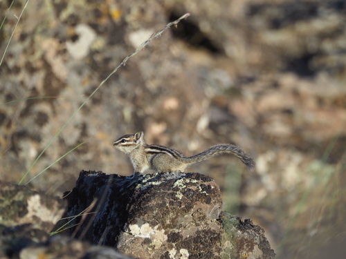 Coulee Chipmunk observed by vnsankar