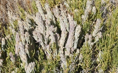 Chloropyron palmatum