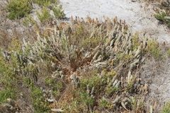 Chloropyron palmatum