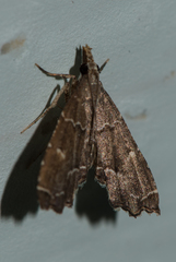 Diplopseustis