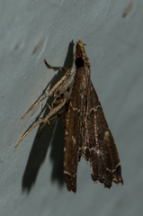 Diplopseustis
