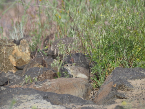 Urocitellus townsendii nancyae observed by vnsankar
