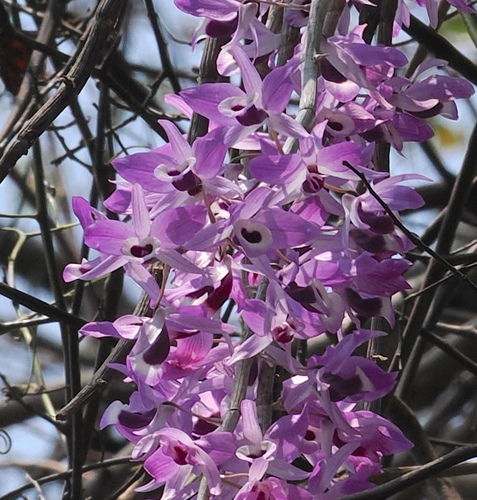 Bent-racemed Dendrobium (Dendrobium lituiflorum)