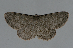 Catoria sublavaria
