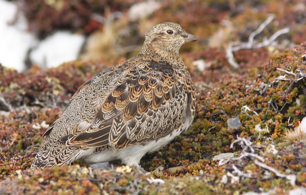 White-bellied Seedsnipe photo