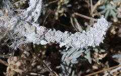 Craspedolepta suaedae