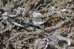 Craspedolepta suaedae