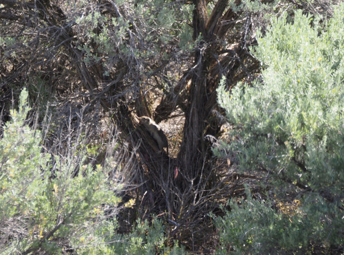 Washington Ground Squirrel observed by vnsankar
