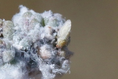 Craspedolepta suaedae