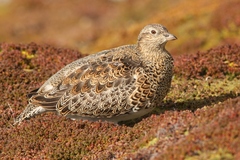 Attagis malouinus