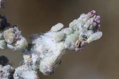 Craspedolepta suaedae