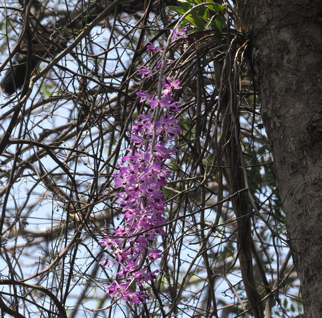 Dendrobium lituiflorum; photograph (c) desertnaturalist, some rights reserved (CC BY)