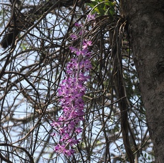 Dendrobium lituiflorum