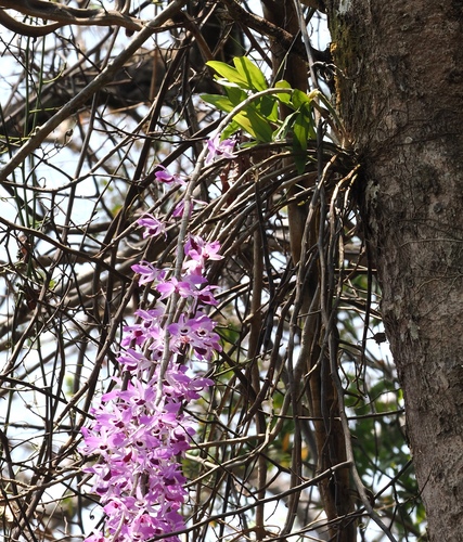 Dendrobium lituiflorum, photograph 2