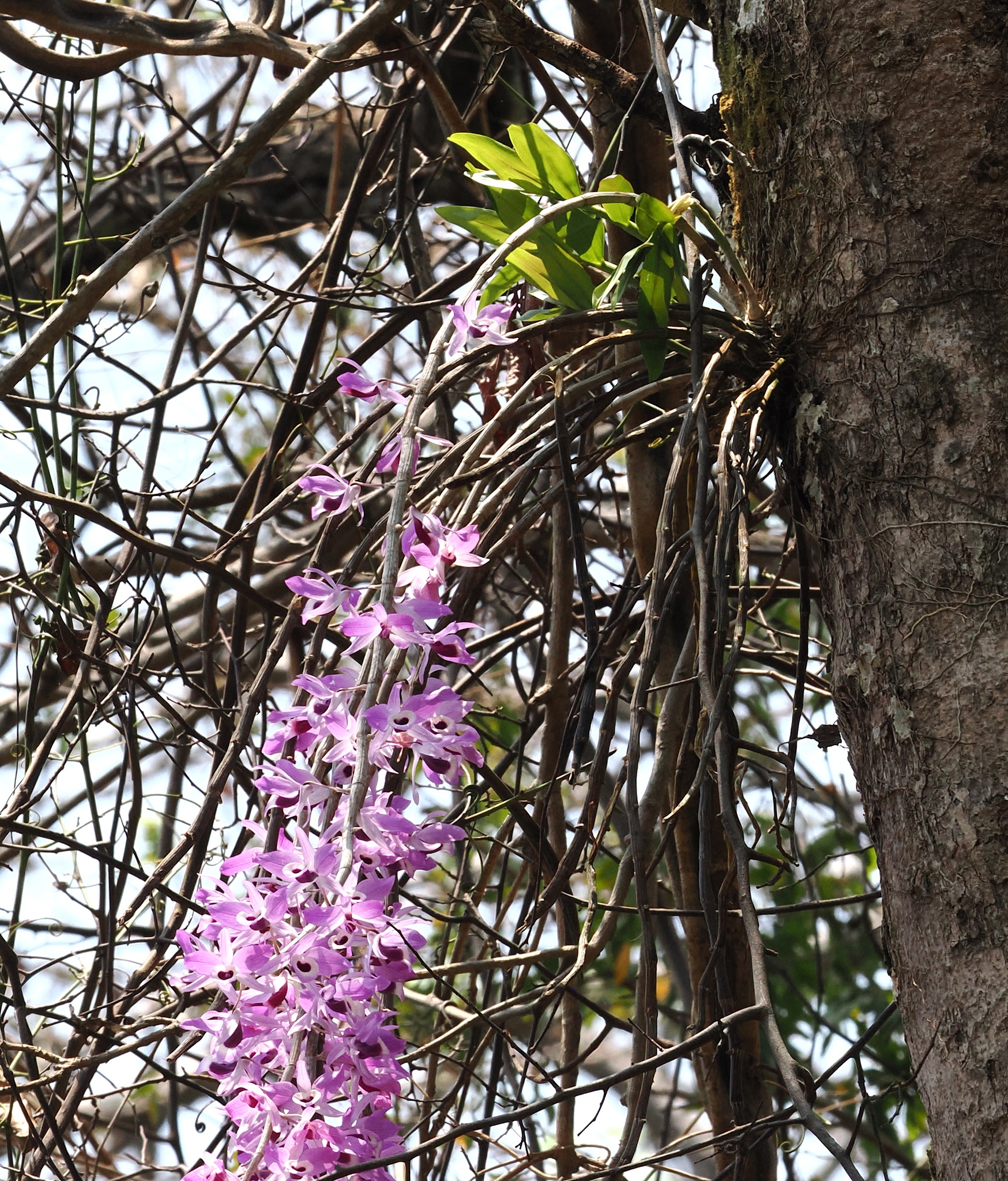 Imagem de Dendrobium lituiflorum