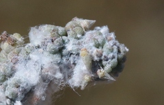 Craspedolepta suaedae