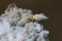 Craspedolepta suaedae