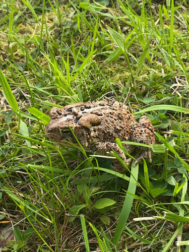 American Toad photographed in New Hampshire