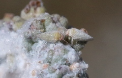 Craspedolepta suaedae