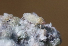 Craspedolepta suaedae