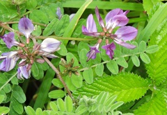 Astragalus himalayanus