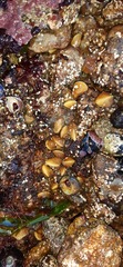 Brachidontes granulatus