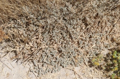 Atriplex fruticulosa