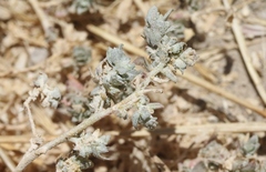 Atriplex fruticulosa