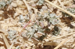Atriplex fruticulosa
