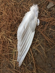 Columba livia domestica