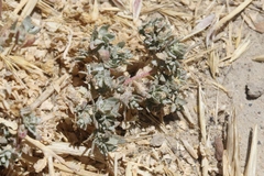 Atriplex fruticulosa
