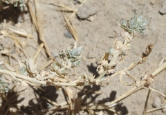 Atriplex fruticulosa
