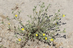 Deinandra bacigalupii