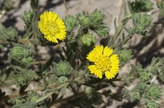 Deinandra bacigalupii