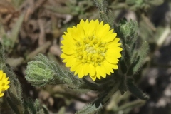 Deinandra bacigalupii